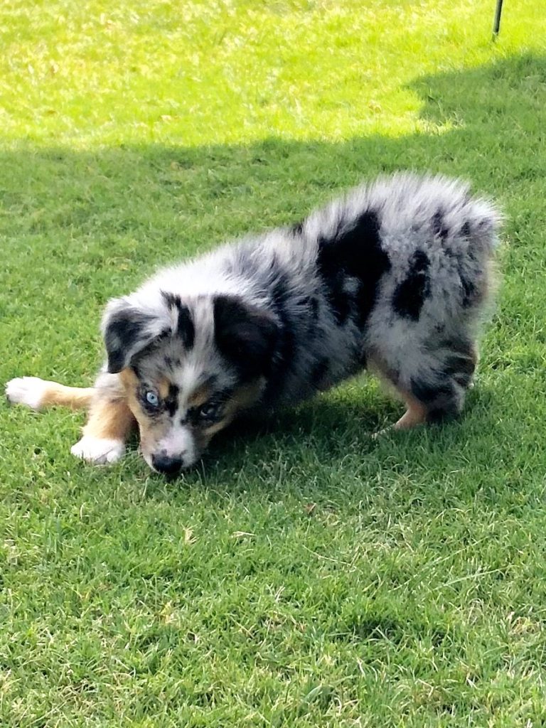 Miniature Australian Shepherd Puppies | Blue Zion Aussies