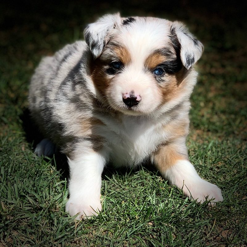 Mini Australian Shepherd Puppies Texas | Blue Zion Aussies